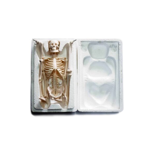 Model Skeleton Xc 103 45cm