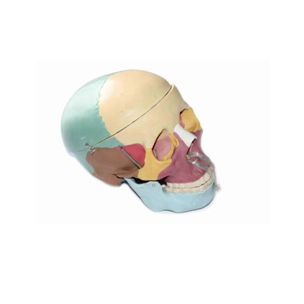 Model Life Size Skull