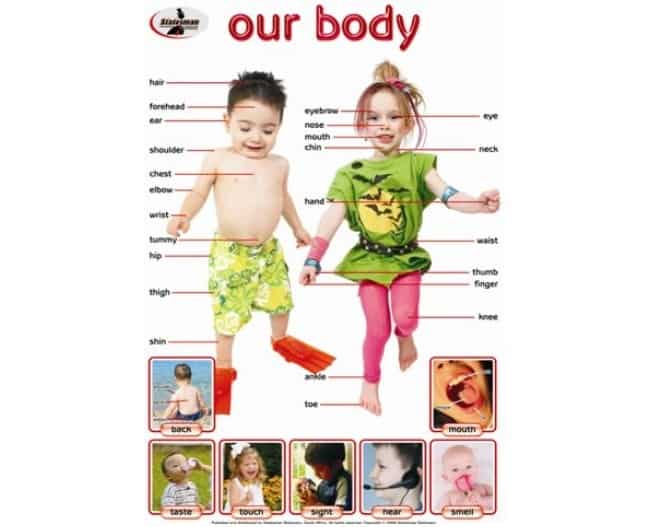 Our Body Write and Wipe Educational Poster
