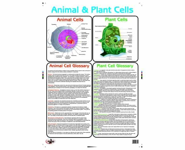 Poster Write and Wipe Animal and Plant Cells